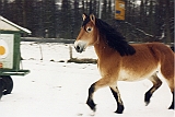 o schnee trab